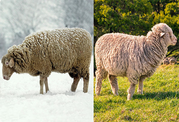 Made with Merino Wool - Cool in Summers, Warm in Winters